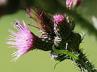 Cirsium palustre